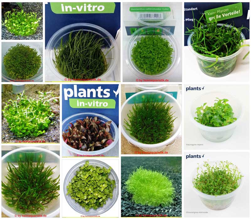 In Vitro Pflanzen – Aquarienbepflanzung für jeden Anspruch