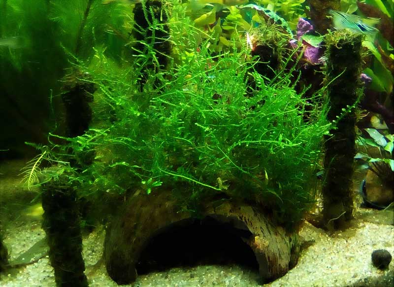 Taxiphyllum barbieri – ein Allrounder in Deinem Aquarium